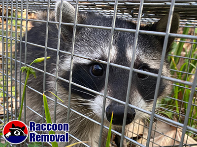 Washington DC raccoon trapping